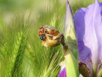 Close-up of honey bee on purple flower