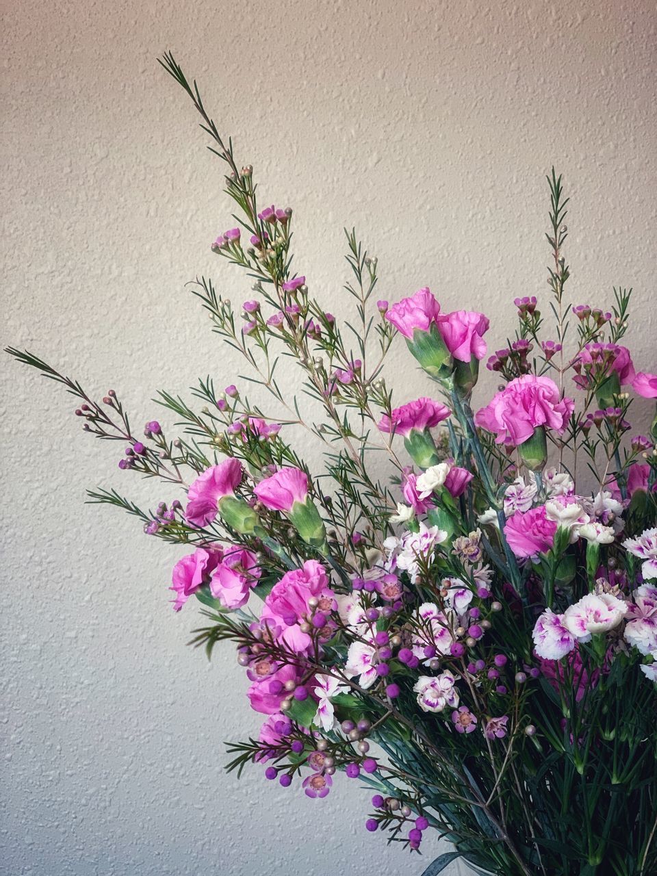 CLOSE-UP OF PINK ROSE FLOWER AGAINST WALL