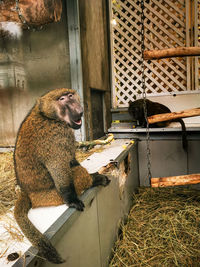 Lion sitting in zoo