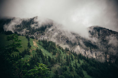 Trees on mountain against sky during foggy weather