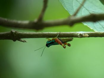 Close-up of damselfly on leaf