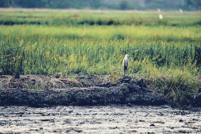 View of birds on land