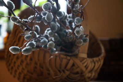 Close-up of plant against blurred background