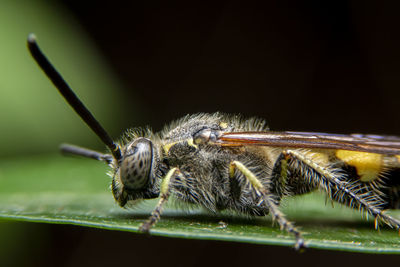 Close-up of insect