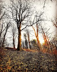 Bare trees on field during sunset