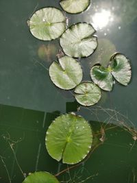 High angle view of lotus water lily in lake