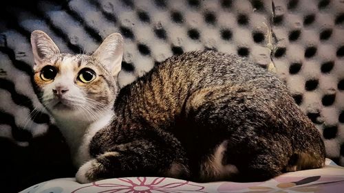 Close-up of cat