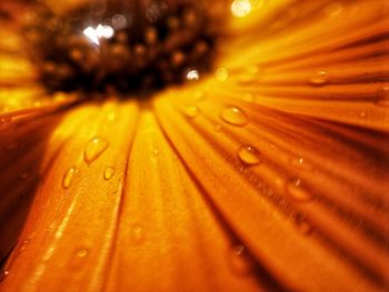 Full frame shot of raindrops on leaf