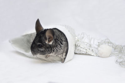 Close-up of a cat over white background