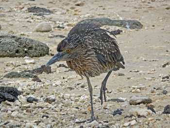 Side view of a juvenile yellow crowned night  heron bird on galapagos islands beach