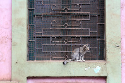 Portrait of a cat sitting on window