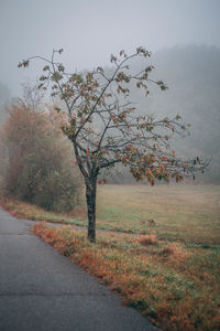 Tree on field by road against sky