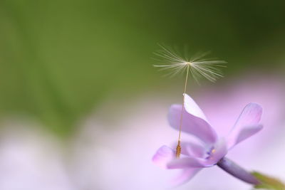 Close-up of dandelion seed on purple flower