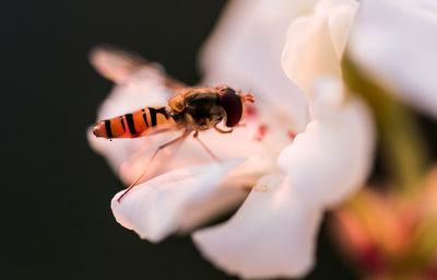 Close-up of bee pollinating on flower
