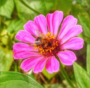 Close-up of honey bee on pink flower