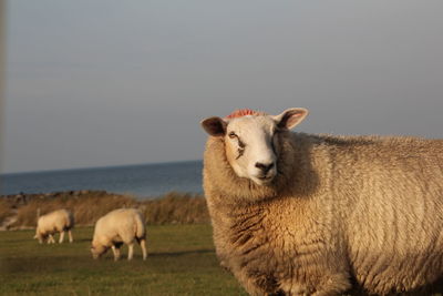 Sheeps graze on the dike