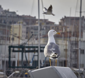 Seagull perching on a boat