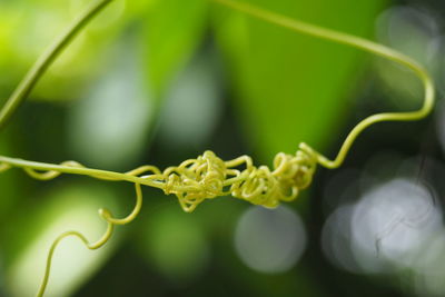 Close-up of green plant