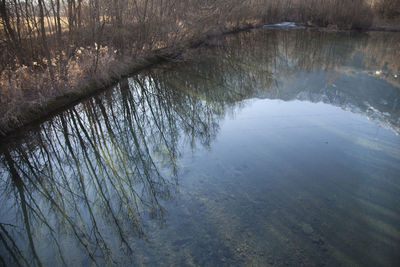 Reflection of bare trees in lake