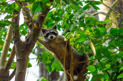 Close-up of cat sitting on tree trunk