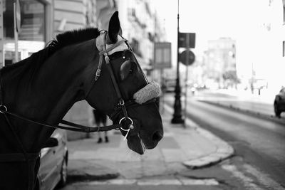 Close-up of a horse