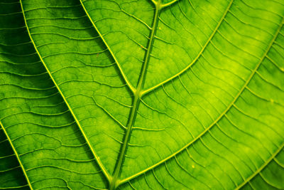 Green leaves with detailed lines and surface.