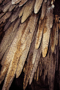 Detail shot of tree trunk