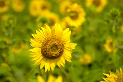 Close-up of sunflower on field