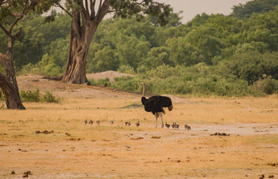 Ostrich and young birds perching on field