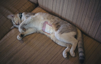 High angle view of cat relaxing on hardwood floor