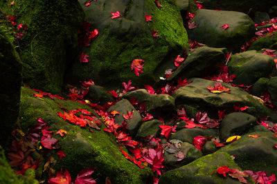 Full frame shot of red flowering plant leaves