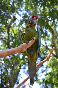 Low angle view of parrot perching on tree