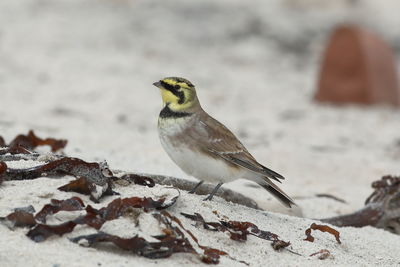 Close-up of a bird perching on snow