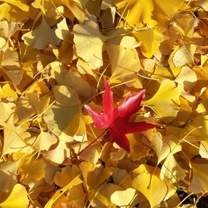 Close-up of wet maple leaves on plant during autumn