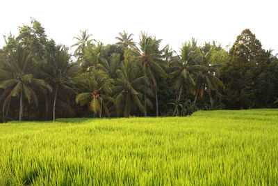 Scenic view of farm against sky