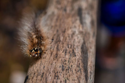 Close-up of spider