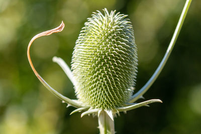 Close-up of green plant