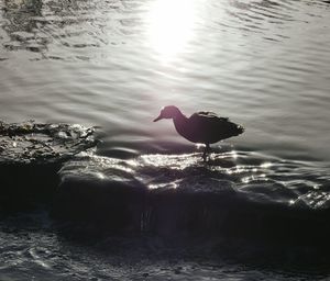 Swans swimming in lake