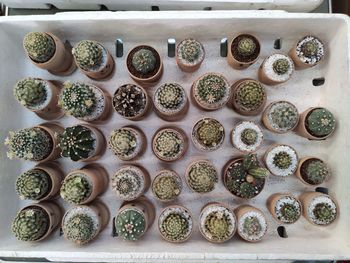 High angle view of potted plants