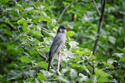 Close-up of bird perching on plant