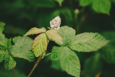 Close-up of green leaves