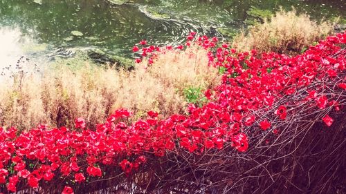 Close-up of red flowers