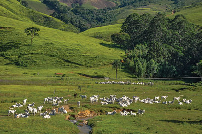 View of grassy fields with cows grazing near the town of joanopolis. brazil