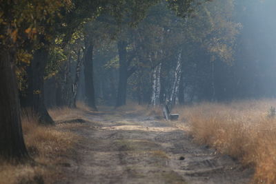 Dirt road amidst trees in forest