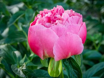 Close-up of pink peony growing at park