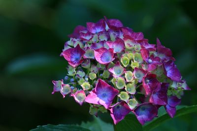 Close-up of pink flowers