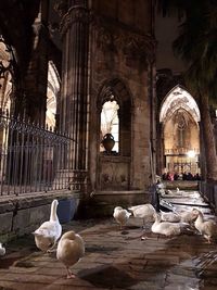 View of birds in temple