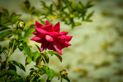 Close-up of pink flowering plant