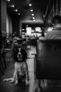 Dog sitting in illuminated room