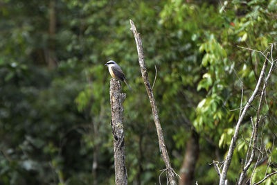 Close-up of bird perching on tree